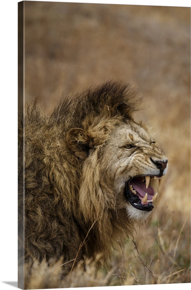 African lion, Ngorongoro National Park, Tanzania