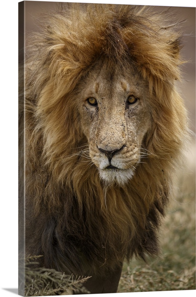 African lion, Serengeti National Park, Tanzania