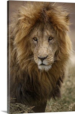 African lion, Serengeti National Park, Tanzania