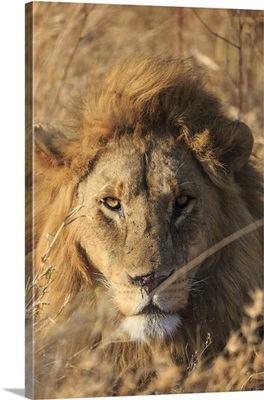African Lion, Serengeti National Park, Tanzania, East Africa, Africa