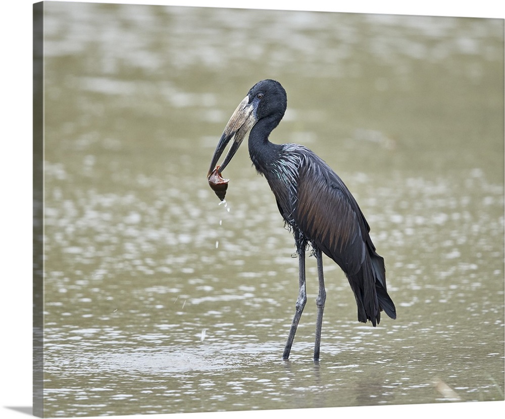 African open-billed stork with a snail, Selous Game Reserve, Tanzania