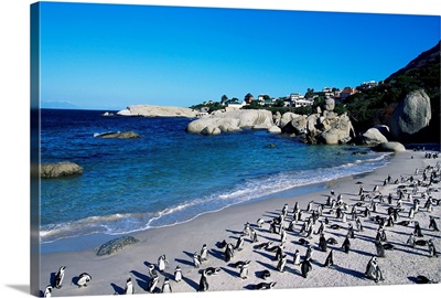African penguins at Boulder beach in Simon's town, near Cape Town, South Africa