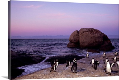 African penguins, Cape Town, Africa