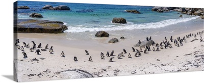 African Penguins On Boulders Beach, Seaforth, Table Mountain National Park, South Africa