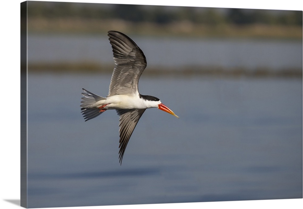 African skimmer (Rhynchops flavirostris), Chobe River, Botswana, Africa