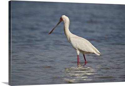 African spoonbill, Selous Game Reserve, Tanzania