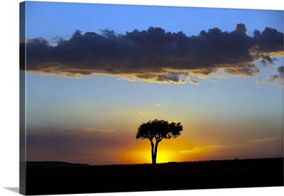 African Tree At Sunset, Masai Mara National Reserve, Kenya