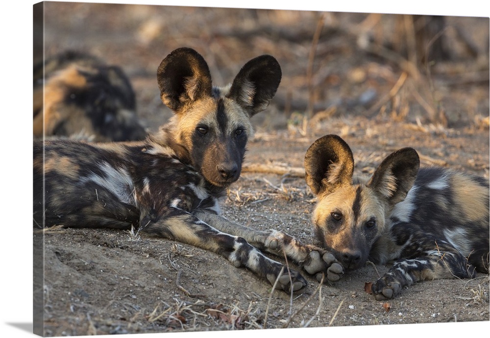 African wild dog (Lycaon pictus) at rest, Kruger National Park, South Africa, Africa