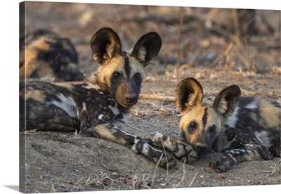 African wild dogat rest, Kruger National Park, South Africa