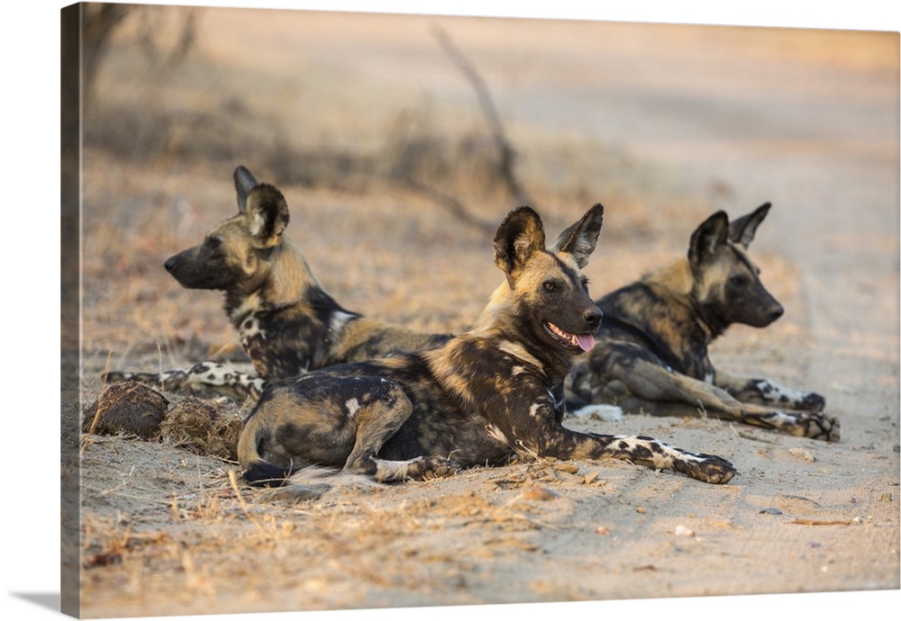African wild dog (Lycaon pictus) at rest, Kruger National Park, South Africa, Africa