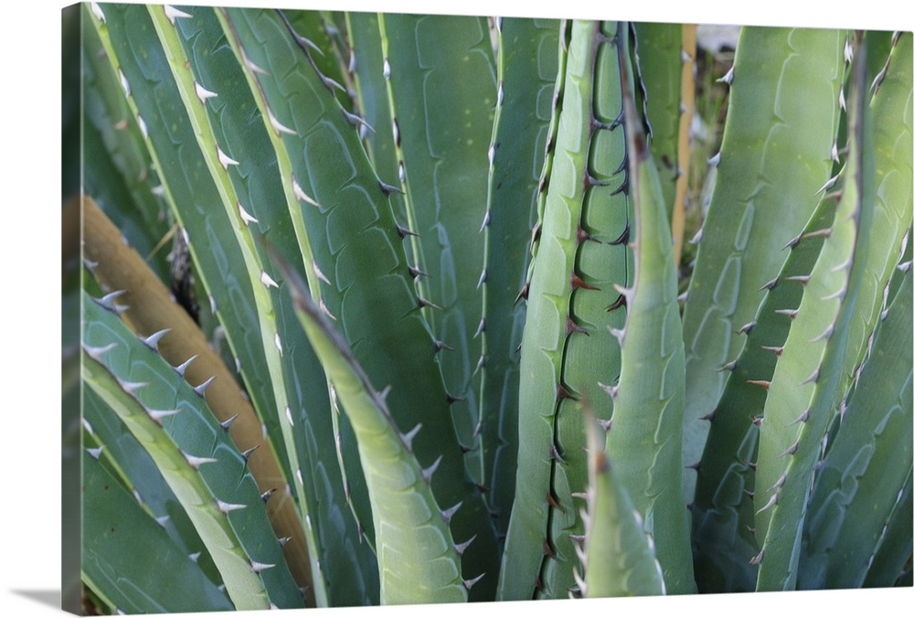 Agave on the Bright Angel trail, Colorado