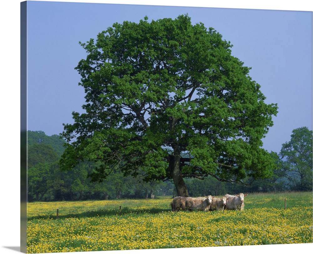 Agricultural landscape of cows beneath oak tree in field of buttercups, England