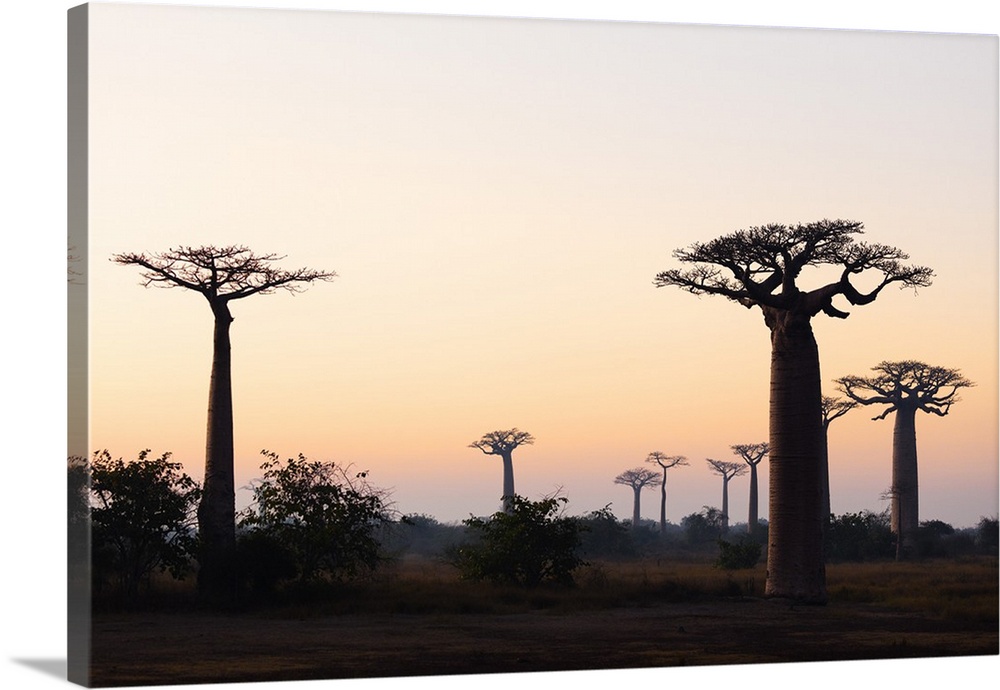 Allee de Baobab (Adansonia), at sunrise, western area, Madagascar, Africa