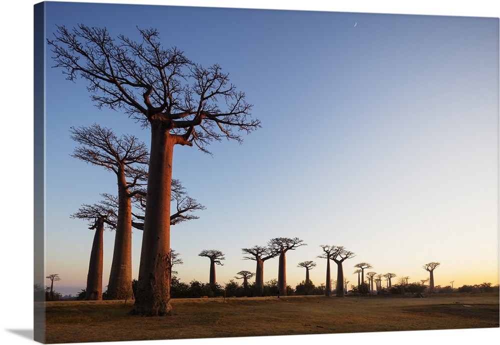 Allee de Baobab (Adansonia), at sunrise, western area, Madagascar, Africa