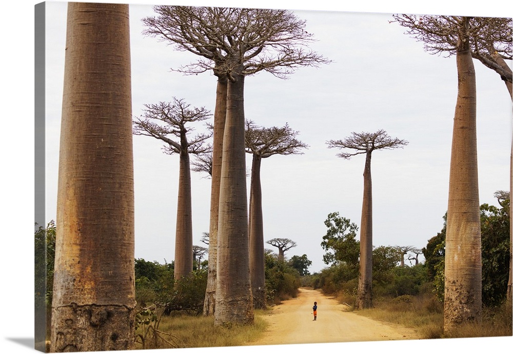 Allee de Baobab (Adansonia), western area, Madagascar, Africa