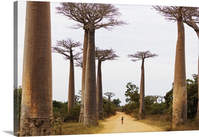 Allee de Baobabwestern area, Madagascar