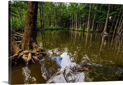 Alligators, Swamp Near New Orleans, Louisiana, United States Of America, North America