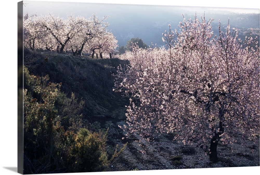 Almond blossom in spring, Costa Blanca, Valencia region, Spain, Europe