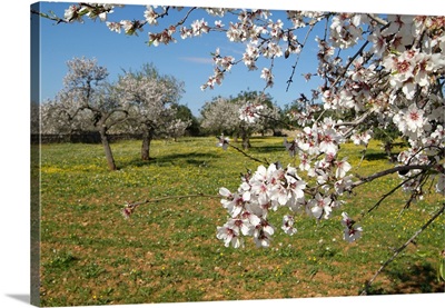 Almond blossom time, Majorca, Balearic Islands, Spain