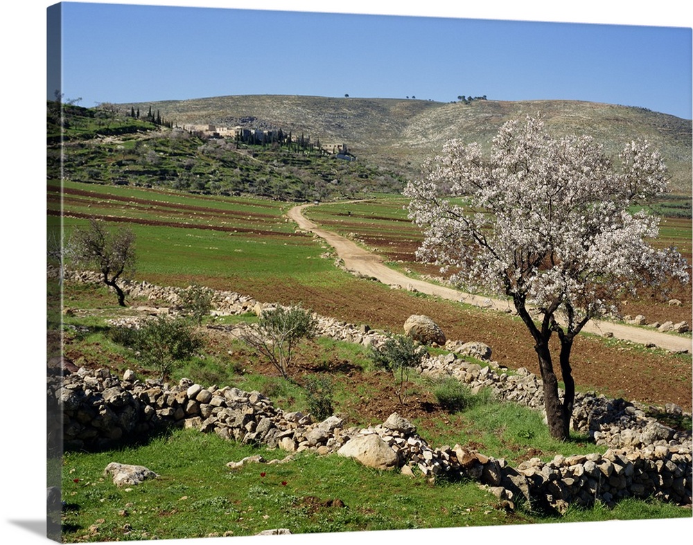 Almond tree on small plot of land, near Mount Hebron, Israel, Middle East