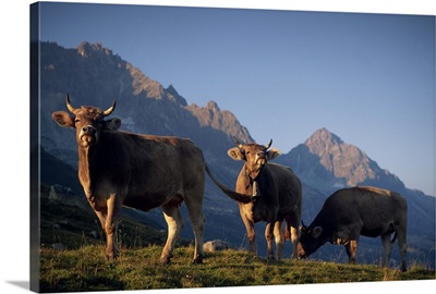 Alpine cows, St. Gotthard Pass, Switzerland, Europe