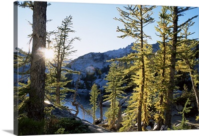 Alpine larch trees, Enchantment Lakes, Alpine Lakes Wilderness, Washington state