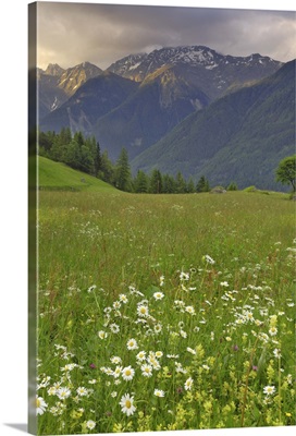 Alpine meadow, near Kofels, Umhausen, Otztal valley, Tyrol, Austria
