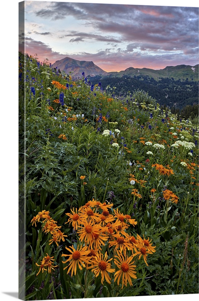 Alpine meadow with orange sneezeweed and other wildflowers, San Juan National Forest, Colorado