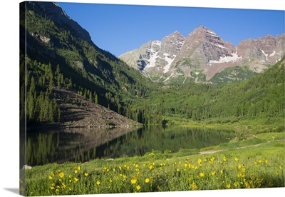 Alpine sunflowers, Maroon Lake, Maroon Bells Peaks in background, Colorado