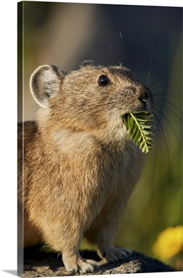 American pika with food in its mouth, San Juan National Forest, Colorado