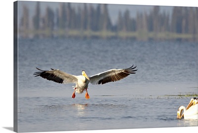 American white pelican landing, Yellowstone National Park, Wyoming