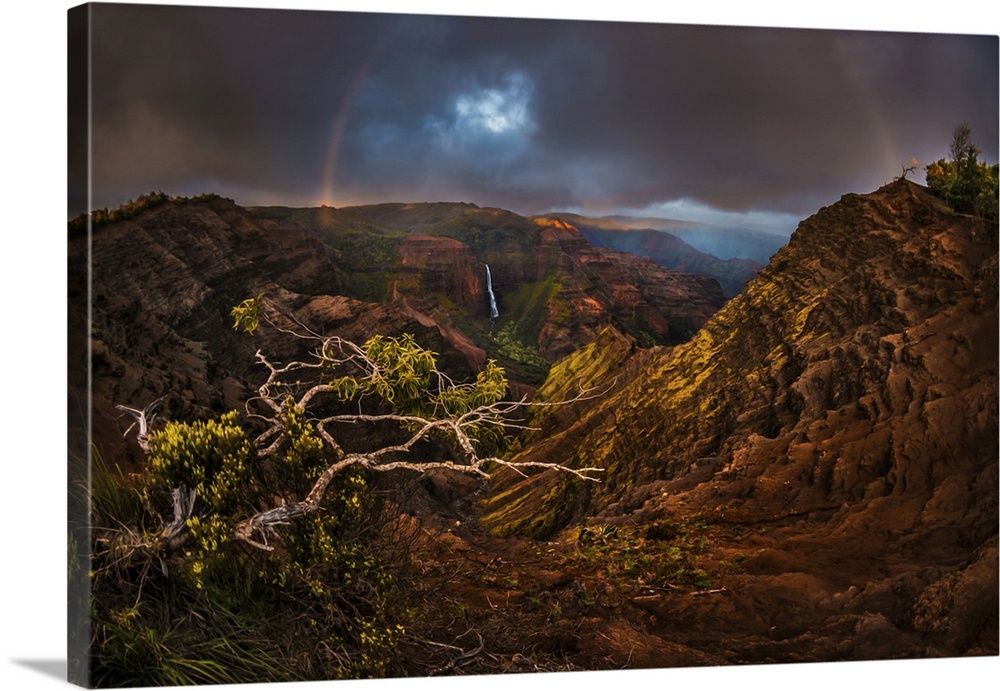 An Acacia Koa tree reaches out over the Waimea Canyon as a faint sunset rainbow stretches over Waipo'o Falls, Kauai, Hawai...