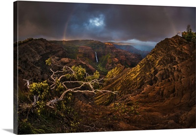 An Acacia Koa Tree Over The Waimea Canyon And Rainbow Over Waipo'o Falls, Kauai, Hawaii
