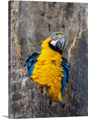 An Adult Blue-And-Gold Macaw, Pousada Piuval, Mato Grosso, Pantanal, Brazil