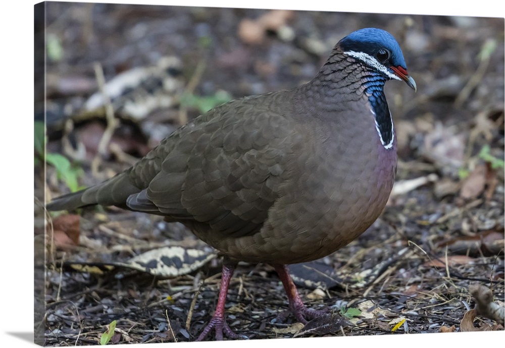 An adult blue-headed quail-dove, Zapata National Park, endemic to Cuba, Cuba, West Indies, Caribbean