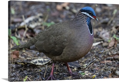 An adult blue-headed quail-dove, Zapata National Park, endemic to Cuba, Caribbean