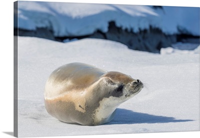 An Adult Crabeater Seal In The Useful Islands, Gerlache Strait, Antarctica