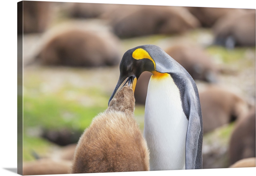 An adult King penguin (Aptenodytes patagonicus) feeding its chick, East Falkland, Falkland Islands, South America