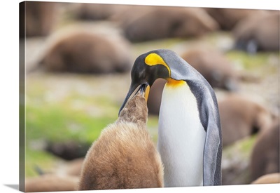 An Adult King Penguin Feeding Its Chick, East Falkland, Falkland Islands