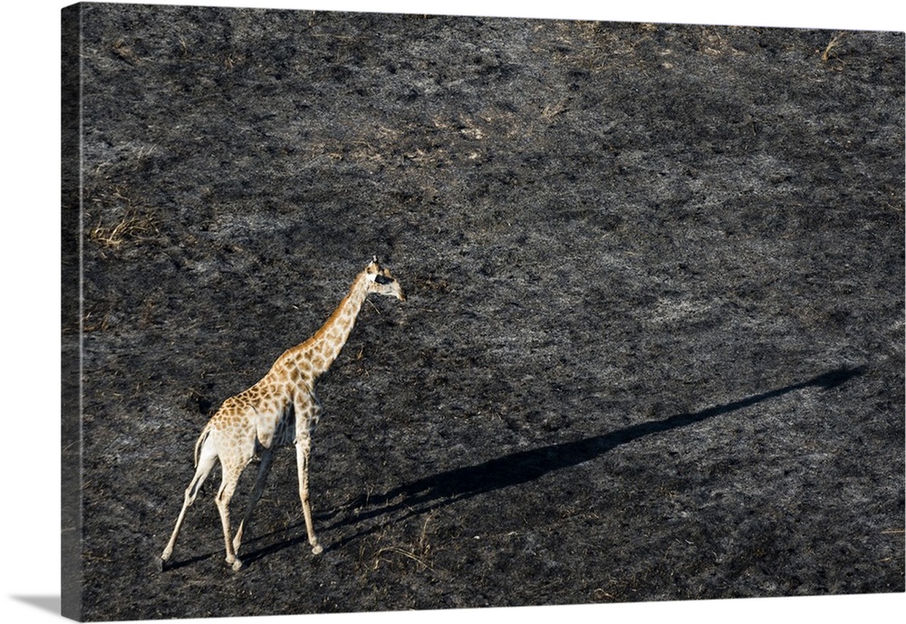 An aerial view of a giraffe (Giraffe camelopardalis) walking in the Okavango Delta after a bushfire, Botswana, Africa