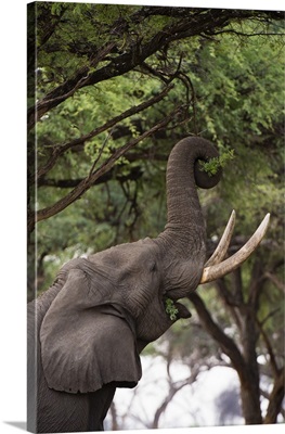 An African elephant browsing on tree leaves, Botswana, Africa