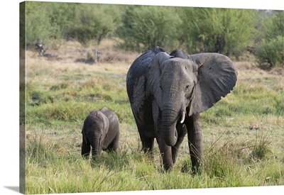 An African elephant with its calf, Khwai Concession, Okavango Delta, Botswana, Africa