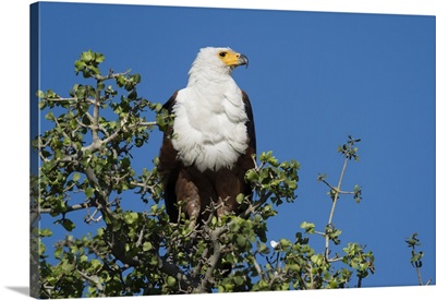 An African fish eagle perching on a tree top, Chobe National Park, Botswana, Africa