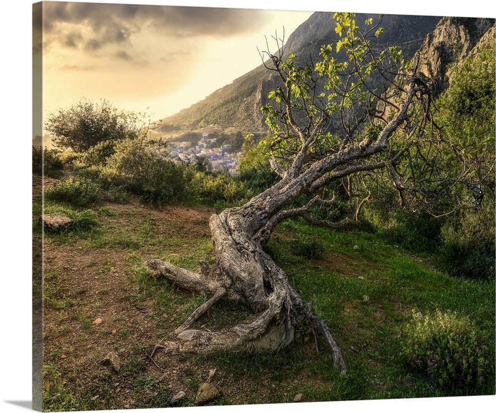 An ancient tree lying on a hillside above Chefchaouen, Morocco, North Africa, Africa