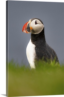 An Atlantic Puffin (Fratercula Arctica), On A Cliff Edge In Westman Islands, Iceland