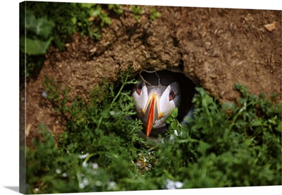 An Atlantic Puffin peers out from its burrow on Skomer Island, Wales