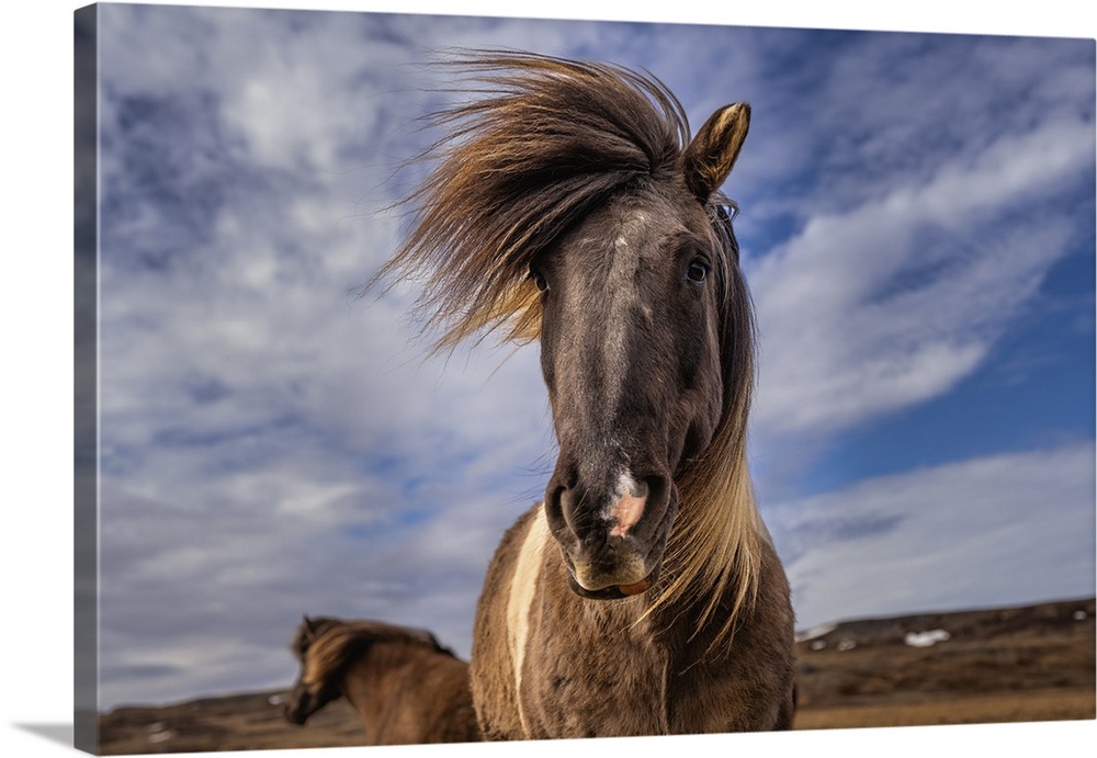 An Icelandic horse (Equus ferus caballus), looking down at the camera, Iceland, Polar Regions