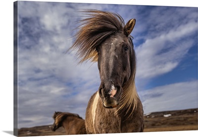 An Icelandic Horse (Equus Ferus Caballus), Looking Down At The Camera, Iceland