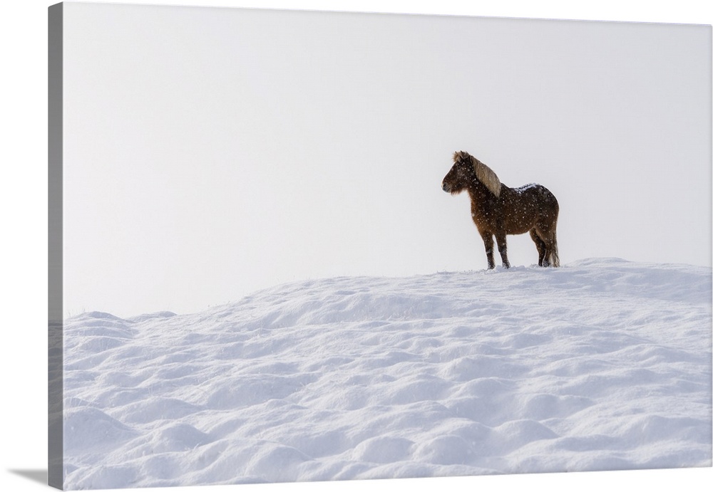 An Icelandic Horse Standing On A Snow Covered Hill In Winter, Iceland