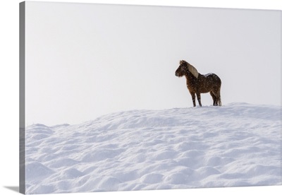 An Icelandic Horse Standing On A Snow Covered Hill In Winter, Iceland